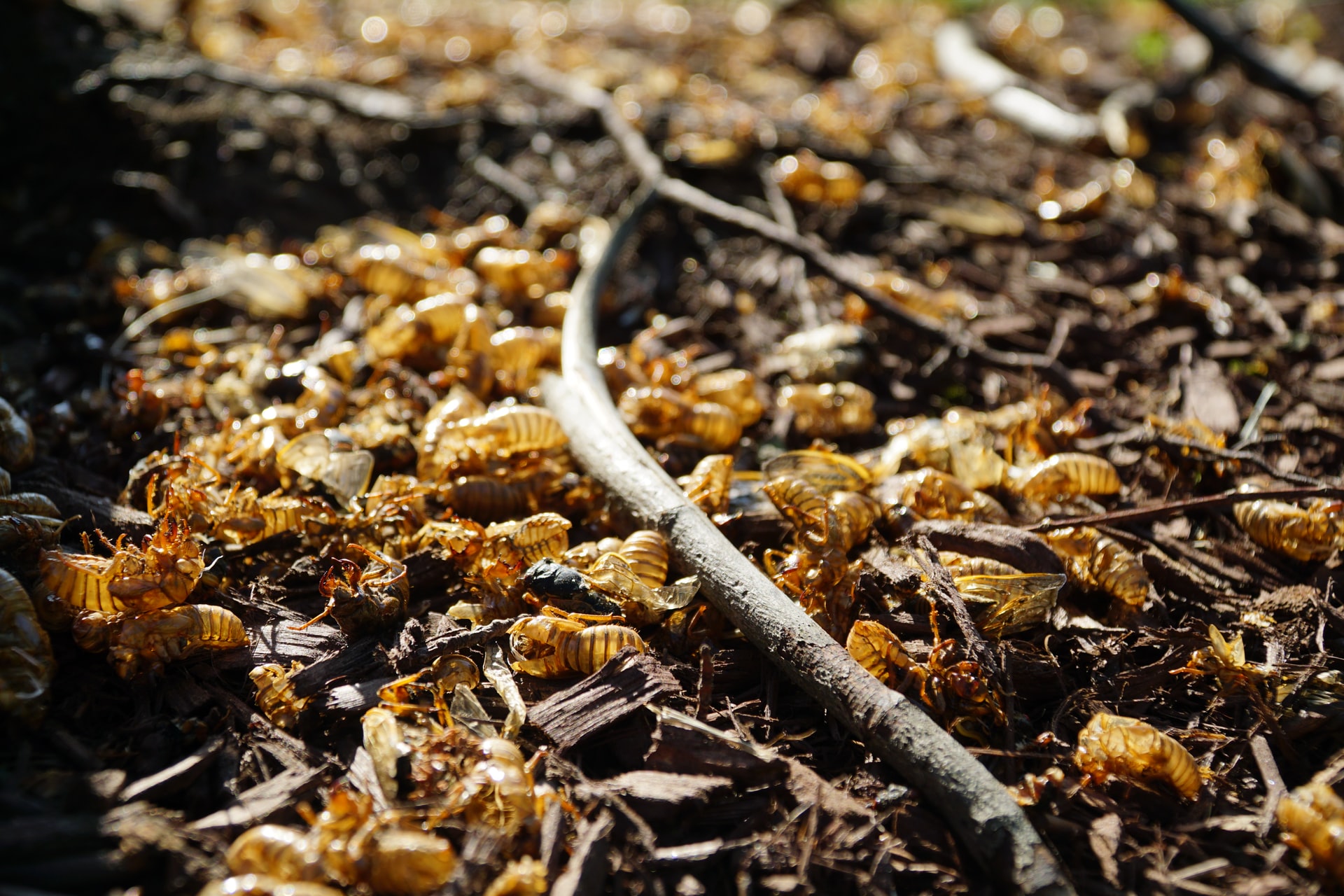Cicada shells scattered on the ground at base of tree.