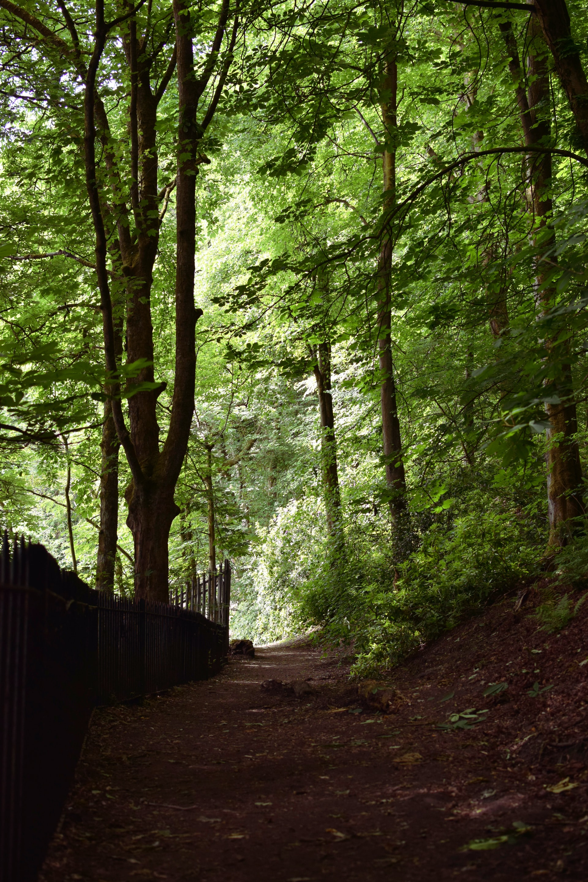 Dirt path leading through a forest of tall trees