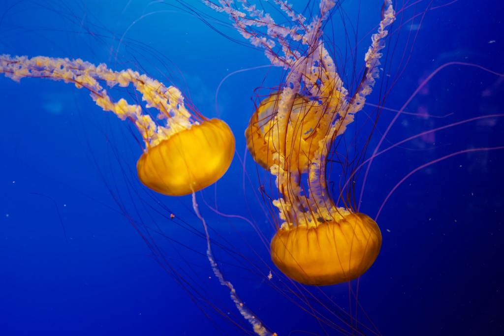 Three yellow jellyfish swimming upside down in deep blue water.