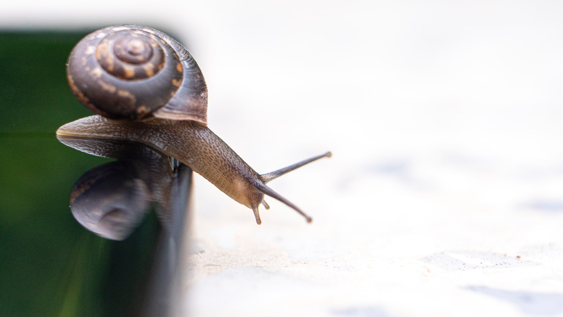 Snail on green ledge, crawling down to lower surface.